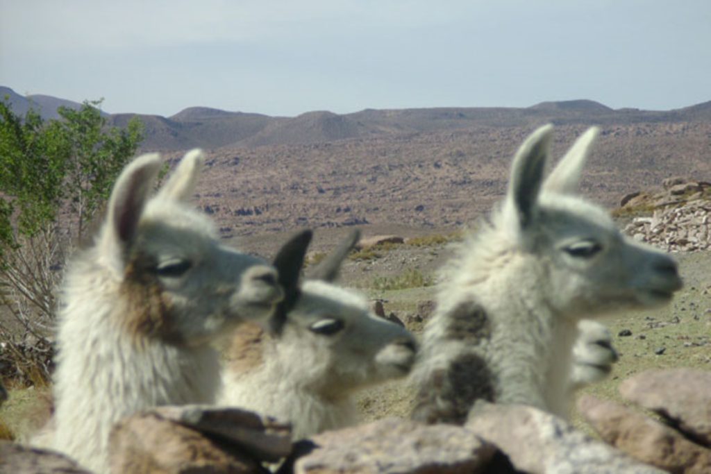 llamas uyuni